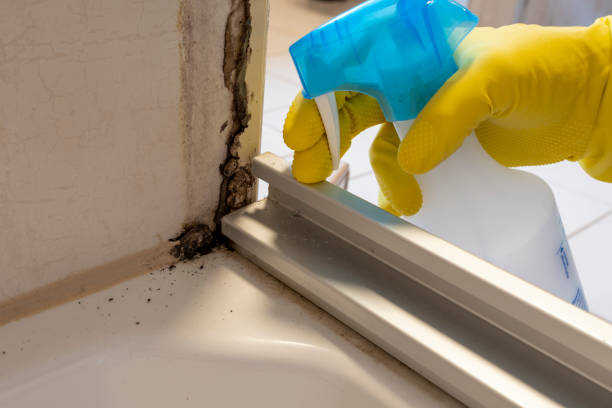 Best Mold Removal Near Me  in Pine Ridge, SD