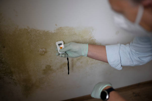 Best Mold Damage Repair  in Pine Ridge, SD