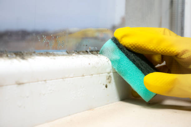 Best Mold Testing  in Pine Ridge, SD