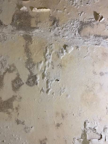 Best Fast Mold Removal  in Pine Ridge, SD