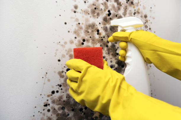 Best Attic Mold Removal  in Pine Ridge, SD