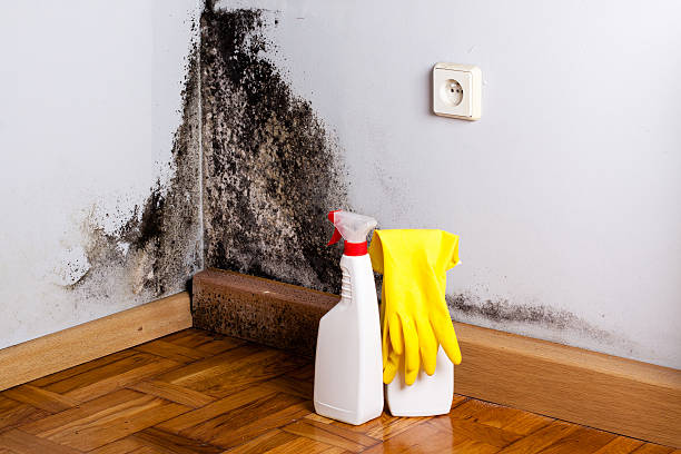 Best Mold Remediation Experts  in Pine Ridge, SD