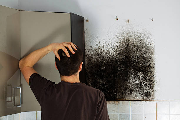 Best Emergency Mold Removal  in Pine Ridge, SD